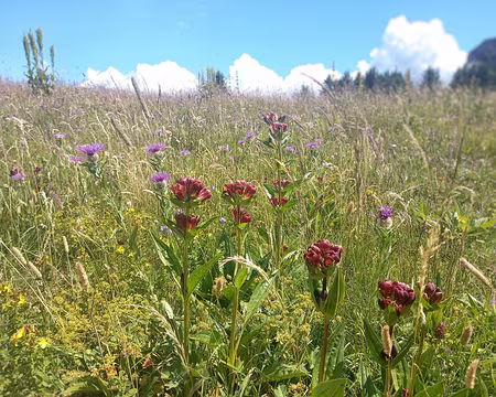 20250712_142653-01 Prairie avec gentianes pourpres.