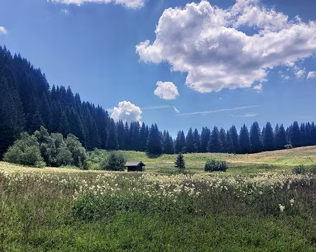 20250712_150733-01 Dans les reines des prés.