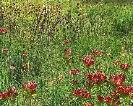 20250712_151935-01-01 Clairière