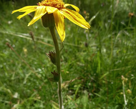20250713_105258 Arnica montana