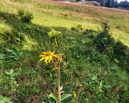 20250713_105341-01 Arnica montana, alpage de Tinnaz.