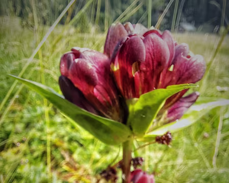 20250713_105448-01-01-01 Gentiane pourpre