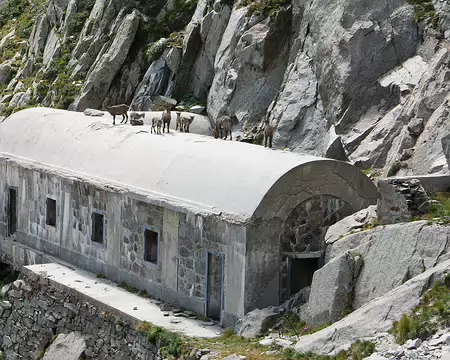 P1190369 Bouquetins sur le toit du bâtiment militaire italien sous le passo di Barbacane.