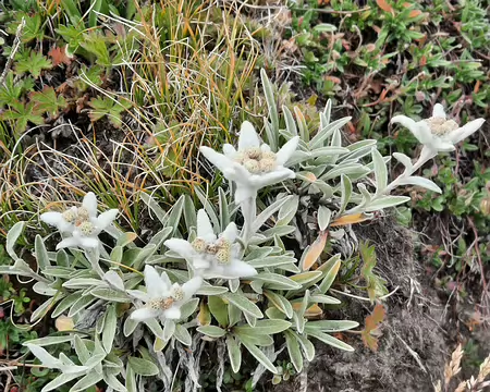 20250728_144353 Edelweiss