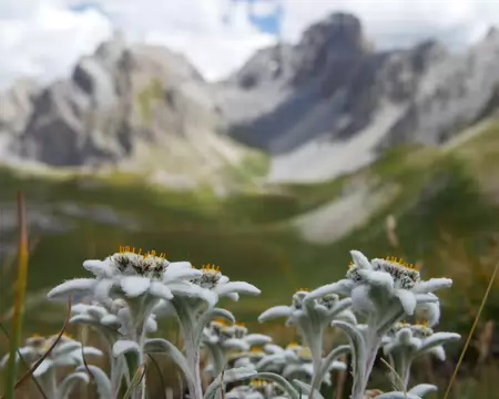 P1190200 Edelweiss sur fond de Tête de Moïse.