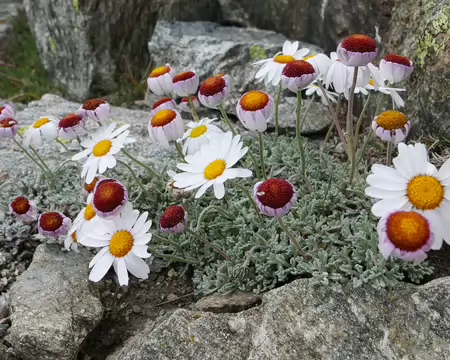 P1190295 Marguerite des Alpes (Leucanthemopsis alpina).