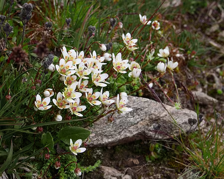 P1190311 La saxifrage faussse-mousse (Saxifraga bryoides Linné). Fleurs blanches avec des points orangés.