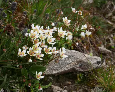 P1190311 La saxifrage faussse-mousse (Saxifraga bryoides Linné). Fleurs blanches avec des points orangés.
