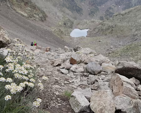 P1190318 L'achillée naine (Achillea nana Linné).