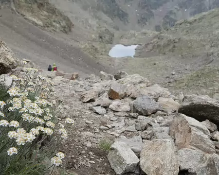 P1190318 L'achillée naine (Achillea nana Linné).