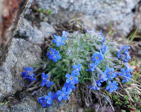 P1190333 L'éritriche nain (Eritrichium nanum Linné) ou 