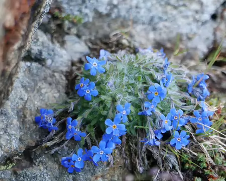 P1190333 L'éritriche nain (Eritrichium nanum Linné) ou 