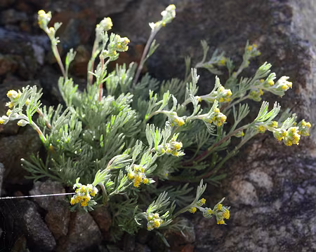P1190347 Génépi jaune (Artemisia umbelliformis).