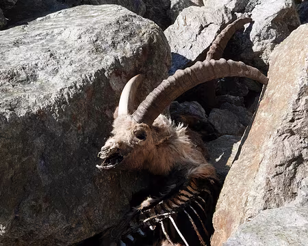 P1190351 Avoir le pied sûr comme un bouquetin !