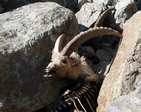 P1190351 Avoir le pied sûr comme un bouquetin !