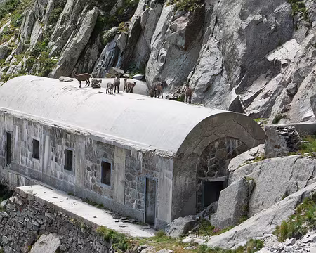 P1190369 Bouquetins sur le toit du bâtiment militaire italien sous le passo di Barbacane.
