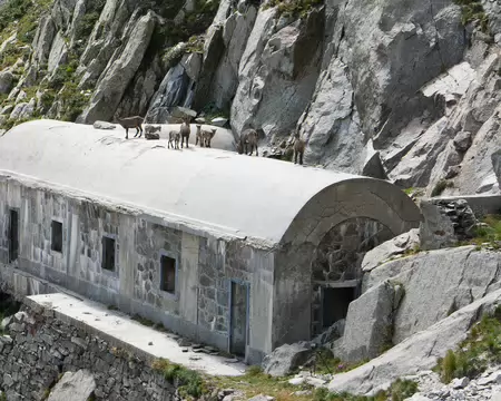 P1190369 Bouquetins sur le toit du bâtiment militaire italien sous le passo di Barbacane.