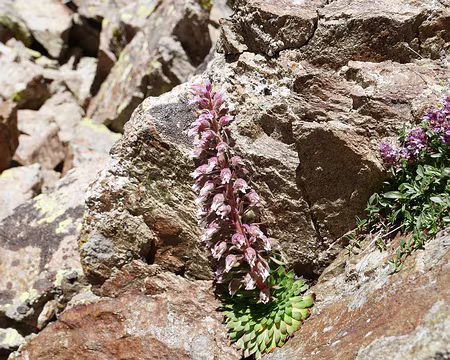 P1190678 La saxifrage à nombreuses fleurs (Saxifraga florentula Moretti) qui a été l'emblème du Parc national du Mercantour se développe durant 40 à 75 ans avant de ne...