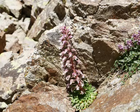 P1190678 La saxifrage à nombreuses fleurs (Saxifraga florentula Moretti) qui a été l'emblème du Parc national du Mercantour se développe durant 40 à 75 ans avant de ne...