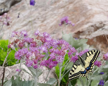 P1190725 Machaon (Papilio machaon) sur Adénostyle à feuilles blanches (Cacalia leucophylla).