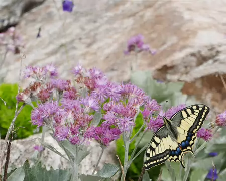 P1190725 Machaon (Papilio machaon) sur Adénostyle à feuilles blanches (Cacalia leucophylla).