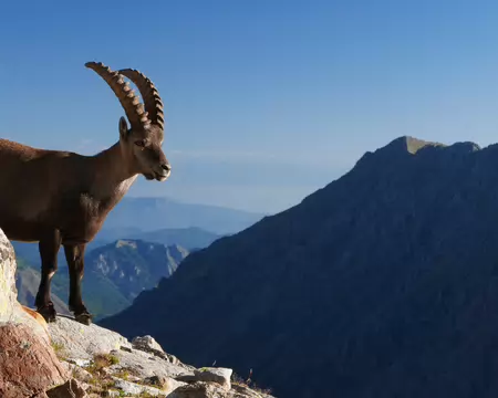 P1190755 Bouquetin photogénique.