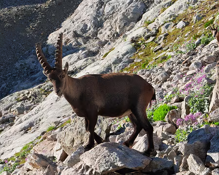 P1190766 Bouquetin et chamois.