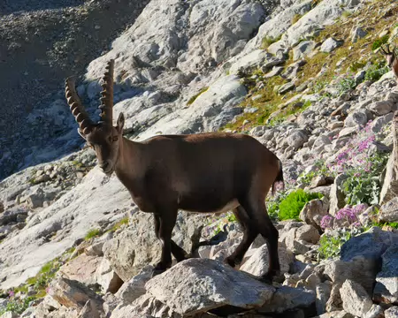 P1190766 Bouquetin et chamois.