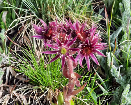 20250731_084700 Joubarbe des montagnes.