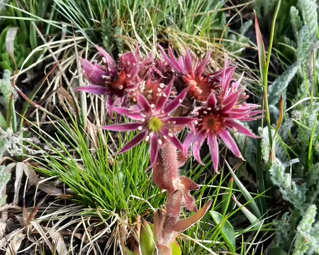 20250731_084700 Joubarbe des montagnes.