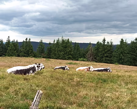 IMG_20250706_155855 Le Schnepfenried