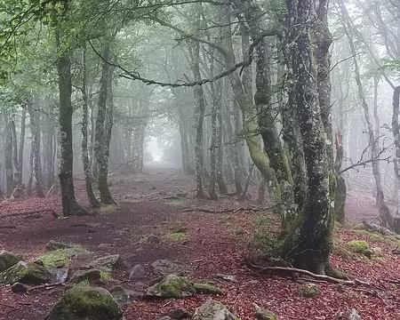 IMG_20250707_092745 en forêt comme dans un rêve