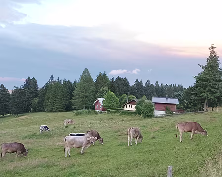 IMG_20250708_211536 paturage du Schnepfenried