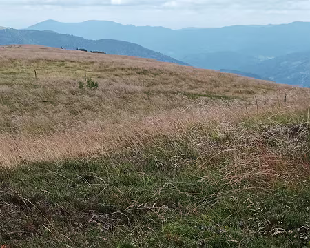 IMG_20250709_142553 la grande Gentiane