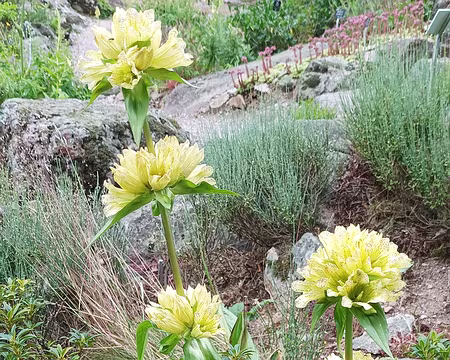 IMG_20250710_164216 Gentiane ponctuée