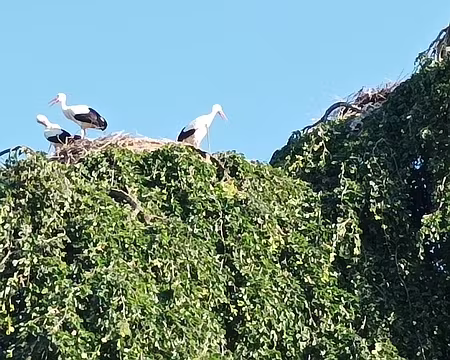 IMG_20250713_192111 cigognes à Munster