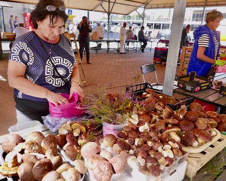 Oh les beaux cèpes !