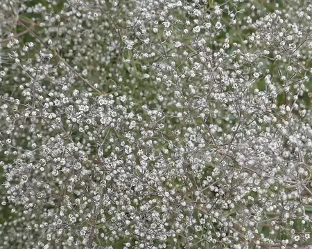 Cette fleur (qui ressemble au gypsophile) s'appelle Guboja, nom de notre hébergement.