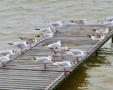 On sait d'où vient le vent.