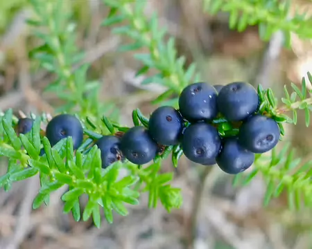 Camarine noire.