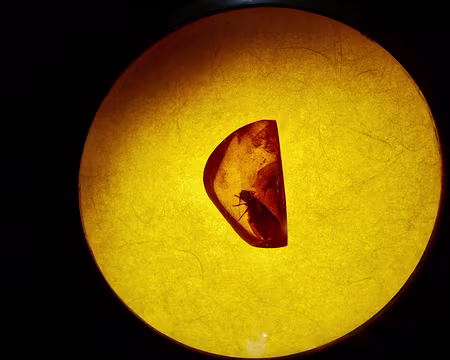 Inclusion dans l'ambre. Musée de l'ambre.