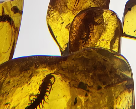 Inclusions dans l'ambre.