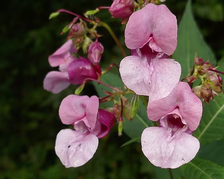 Balsamine de l'Himalaya. Très belle, mais invasive !