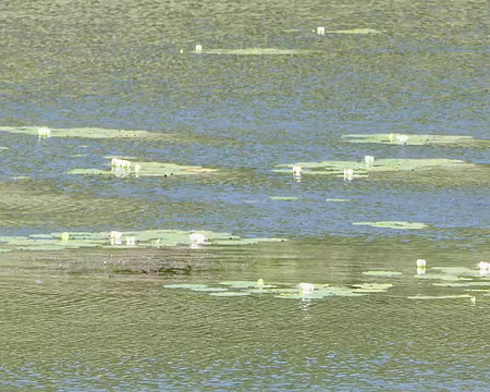 Nymphéas lituaniens.