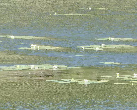 Nymphéas lituaniens.