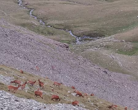 20250804_074055 ... et où de nombreux isards nous entourent