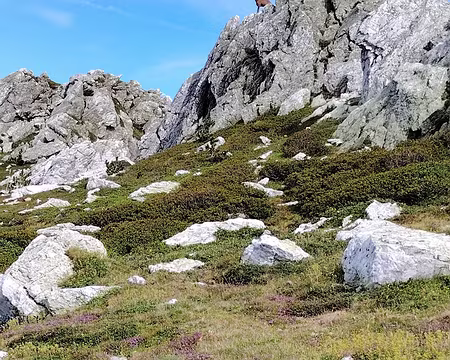 20250804_165154 ... où les isards nous surveillent ...