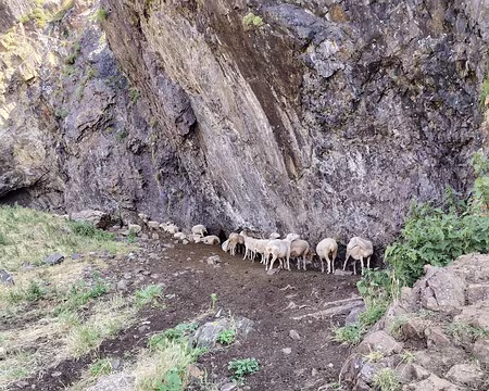 20250806_104159 Les brebis essayent de trouver un peu de fraicheur près du col de la Cirera