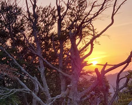 20250809_070100 Lever de soleil près de la cabane de la Tanyareda, même mort ce hêtre est splendide