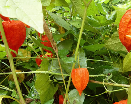 P1210739 Physalis alkékenge